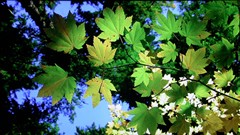 寬屏娛樂LCD終結(jié)者!索尼20吋液晶評測