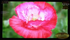 ڲҪ60Şxu(png)