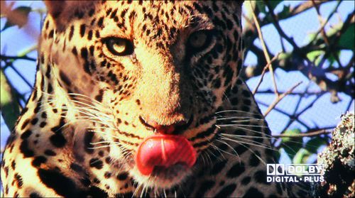 松下TH-42PV8C高清播放效果_1 松下TH-42PV8C高清播放效果_1