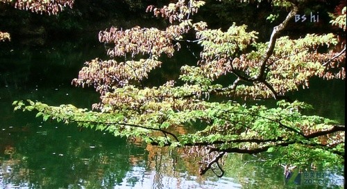 weСȫ (sh)TV LiveřC(j)Ԕy(c) 