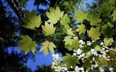 ƽr(ji)C(j)ʘͶӰMP515לy 