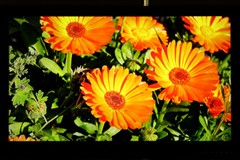 TCL(TCL)L46P11FBDE液晶電視