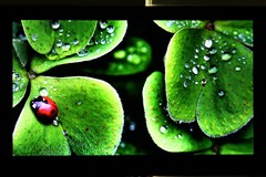 康佳LC32IS88EN液晶電視