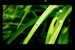 TCL(TCL)L46P11FBDE液晶電視