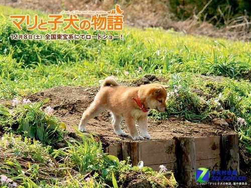 柴犬奇迹物语 触动内心最柔软的角落-高清播放